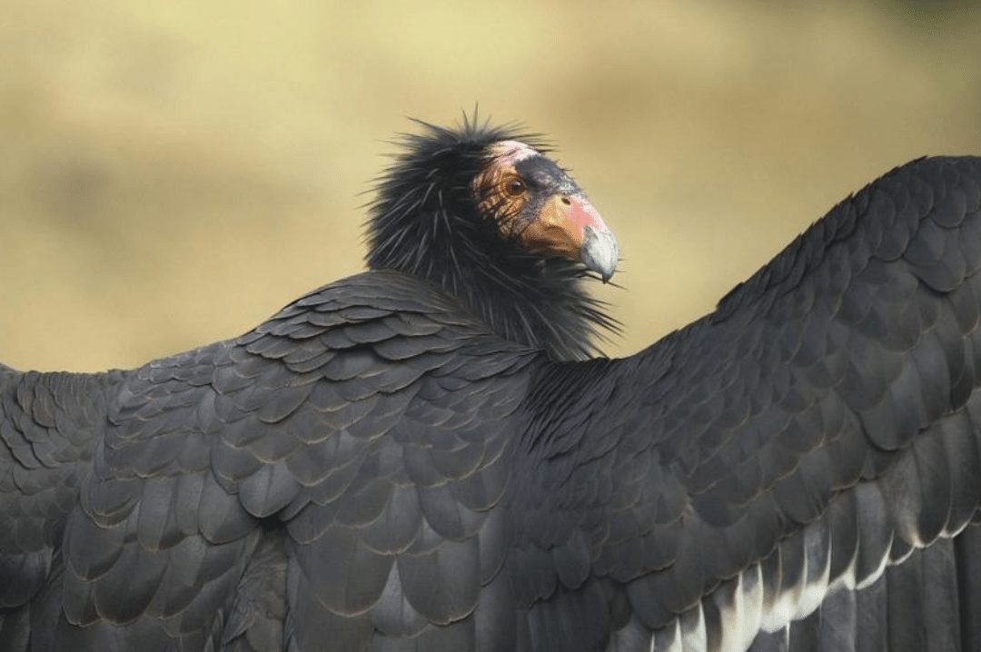 California Condor