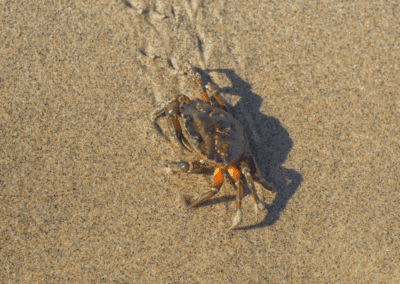 Carcinus maenas. European green shore crab walking on sand