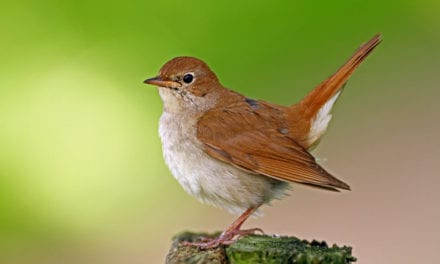 Common Nightingale