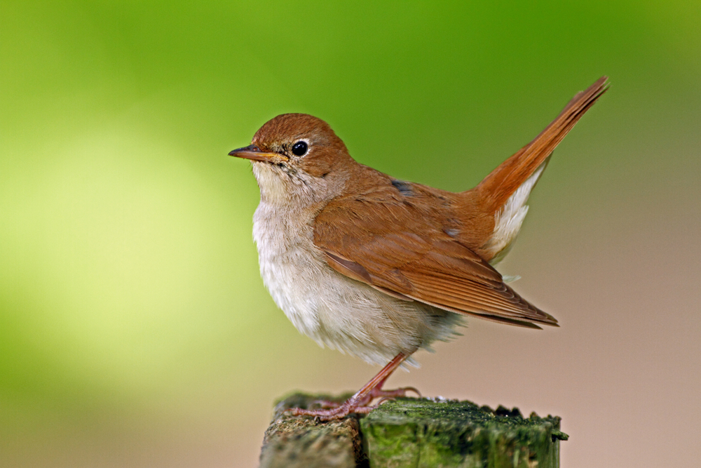 common-nightingale-facts-critterfacts