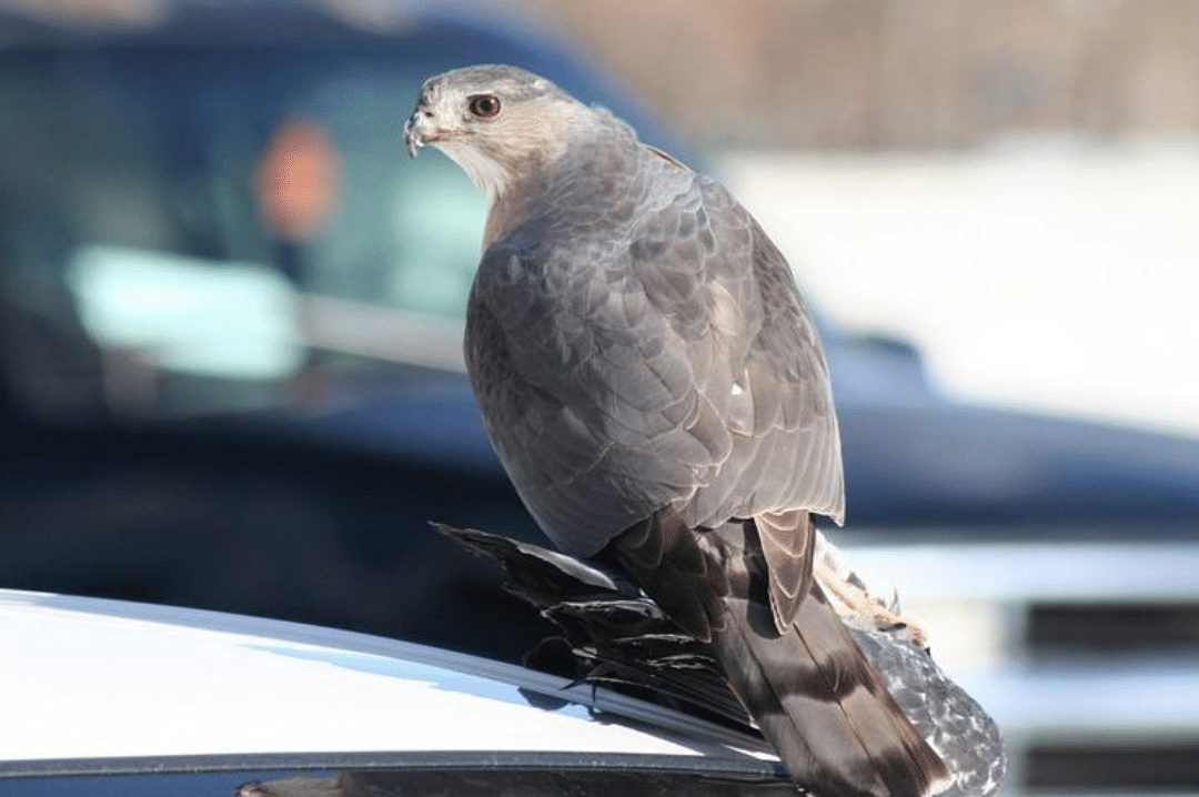 Cooper’s Hawk
