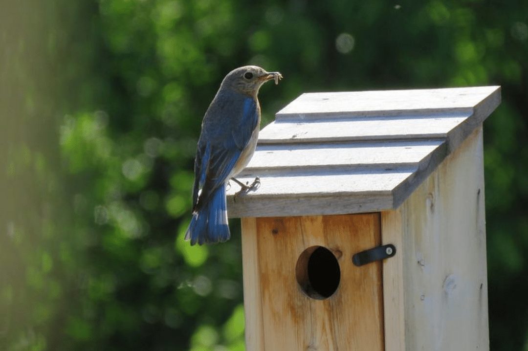 Eastern Bluebird sitting on a bird house