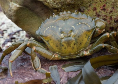 European Green Crab amongst red rock and green seaweed