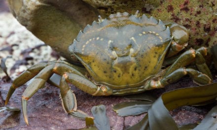 European Green Crab