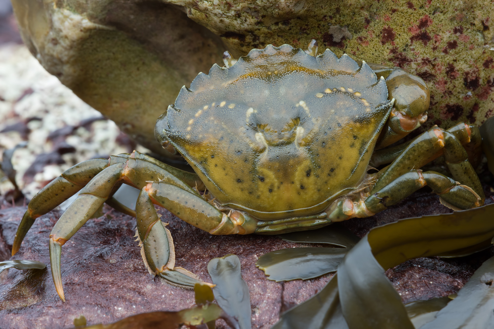 European Green Crab Facts CRITTERFACTS