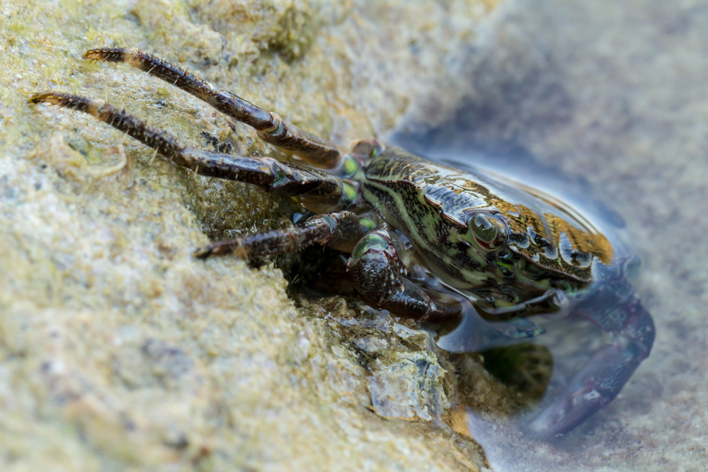 European Green Crab half in water European green crab with red shell