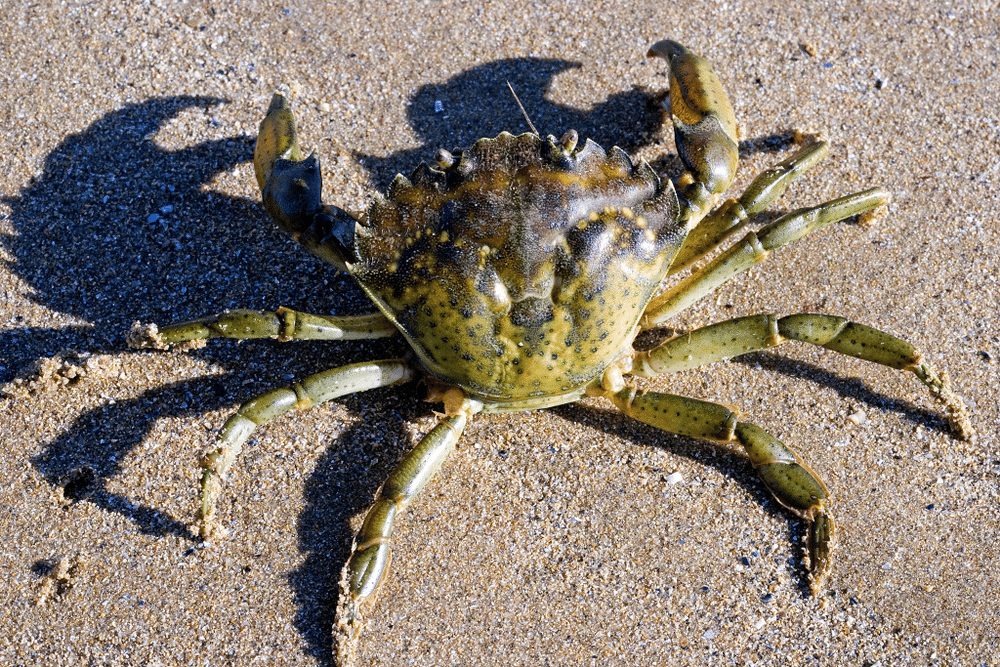 Green Crab Habitat