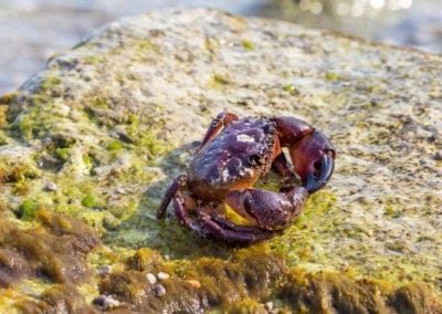 European green crab with red shell on rock
