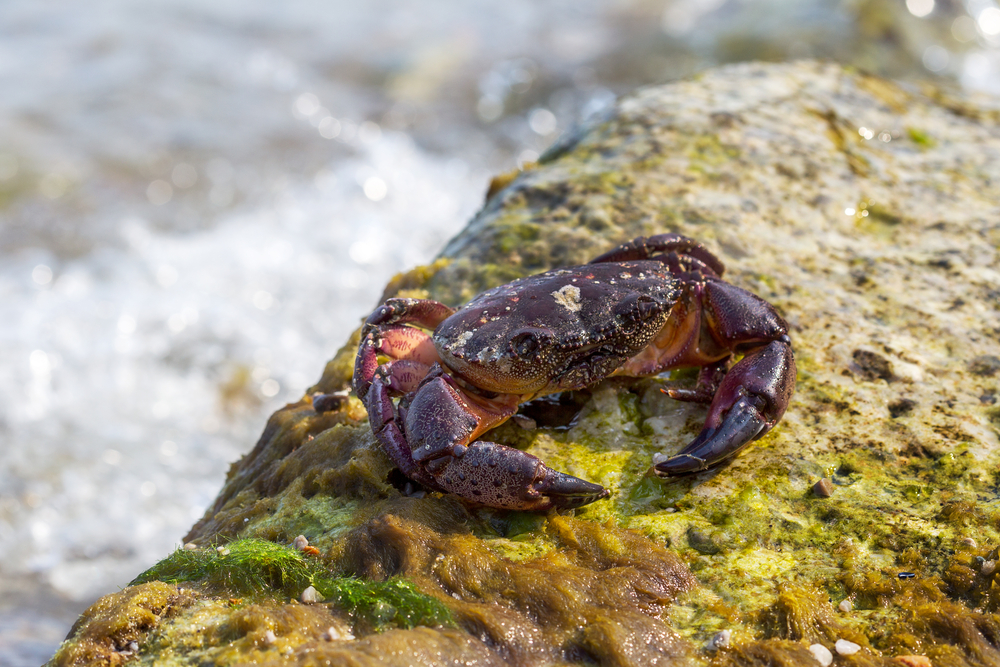 European green crab with red shell European green crab with red shell