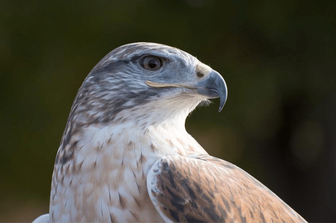 Ferruginous Hawk face
