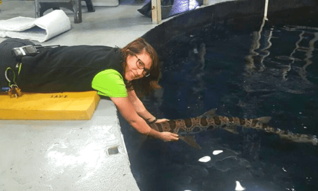 How to start a career in animal husbandry