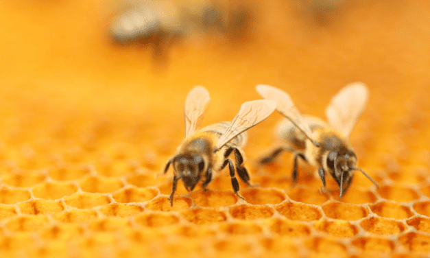 How to get started with beekeeping: Help save the bees