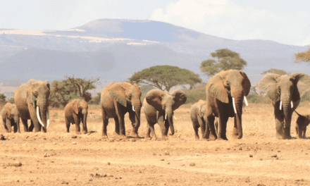 Human-wildlife conflict is a challenge for elephant conservation