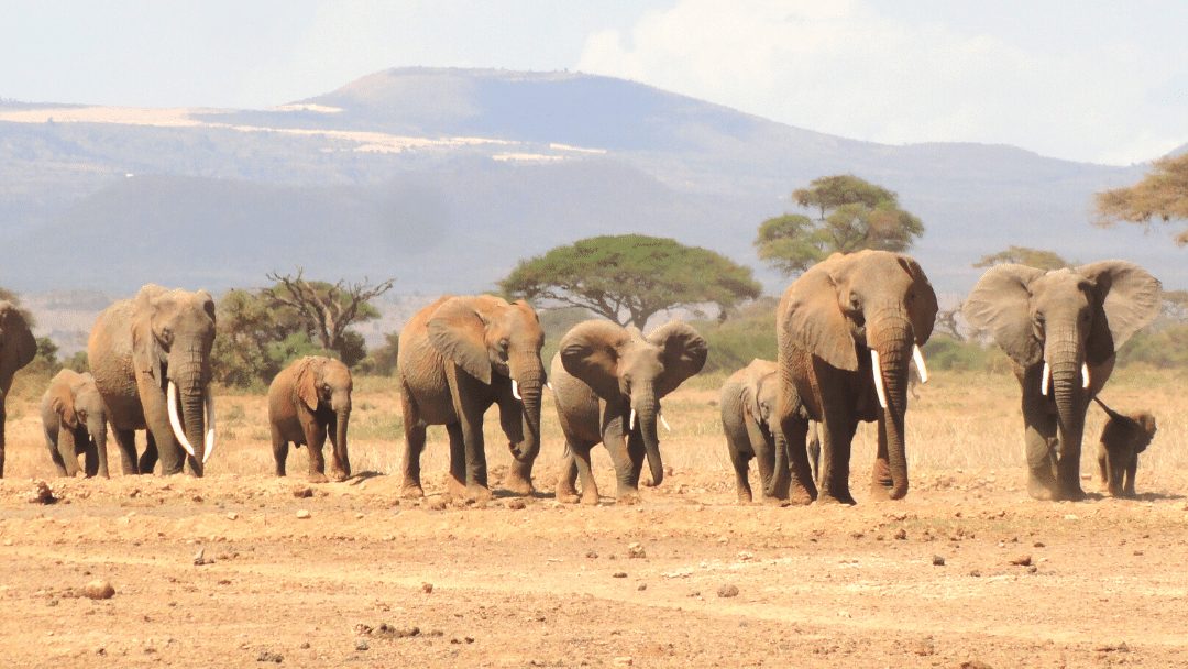 Human-wildlife conflict is a challenge for elephant conservation
