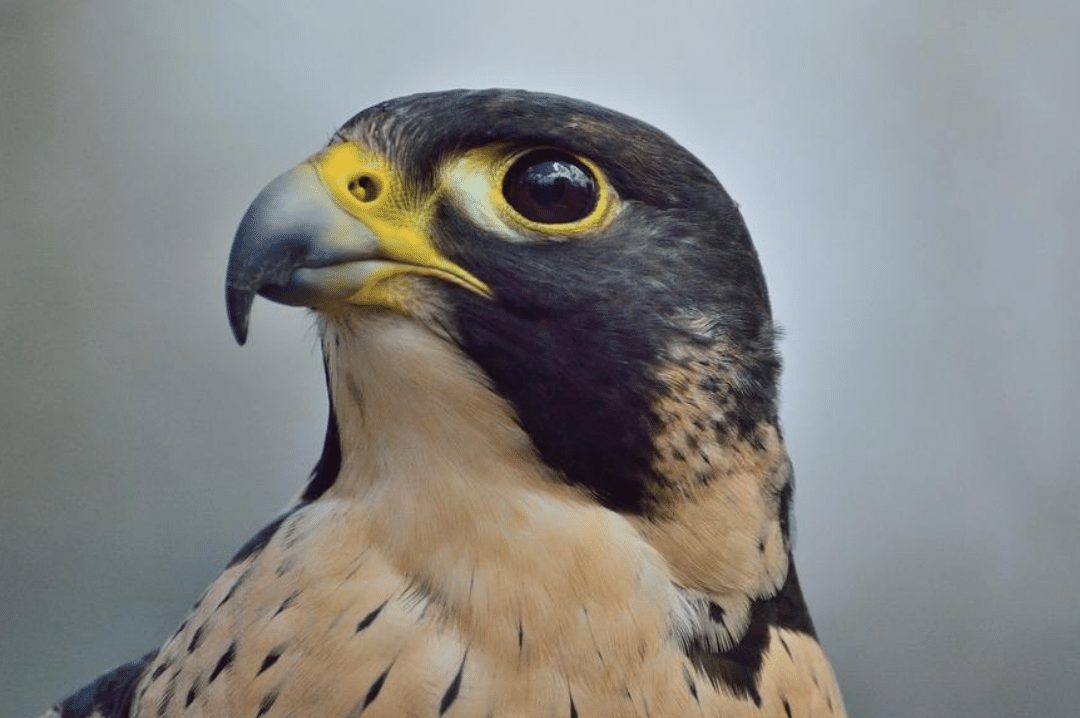 Peregrine Falcon face