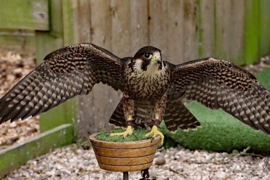 Peregrine Falcon in Captivity