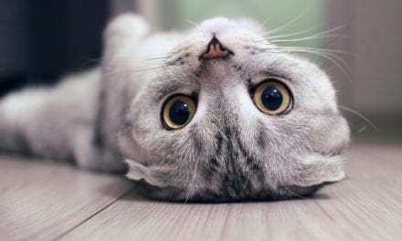 Scottish Fold