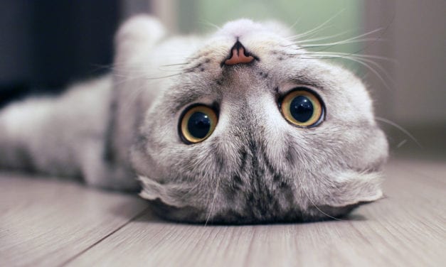 Scottish Fold
