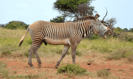 How stripes help zebras and their researchers