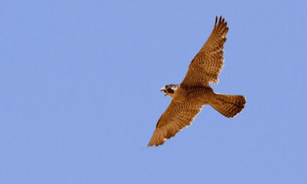 The Peregrine Falcons of Devils Tower