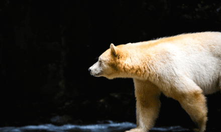 The Rare Gene That Makes Black Bears White