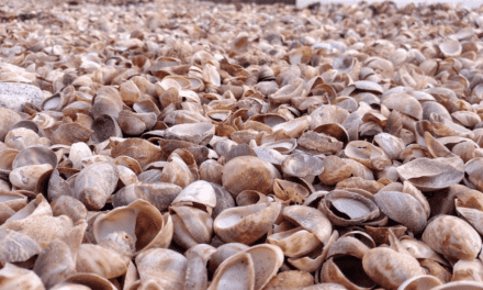 The Wild And Frisky World Of The Slipper Shell Snail