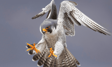 The fastest animal in the world lives in your backyard