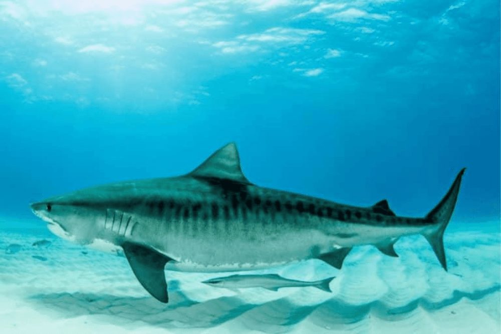 Tiger Shark Facts - CRITTERFACTS