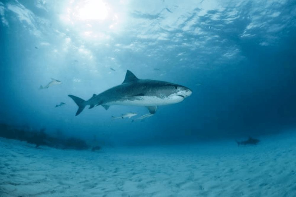 Tiger Shark Facts - CRITTERFACTS