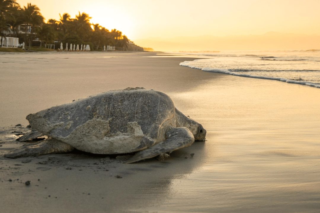 atlantic ridley sea turtle returning to ocean