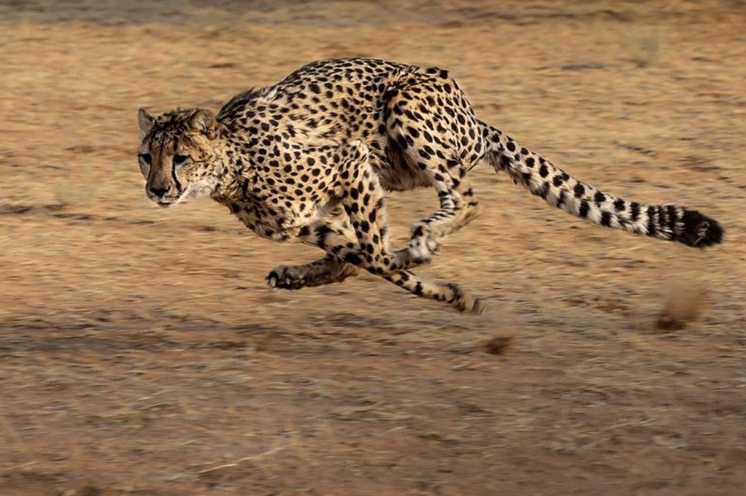 cheetah the fastest land animal