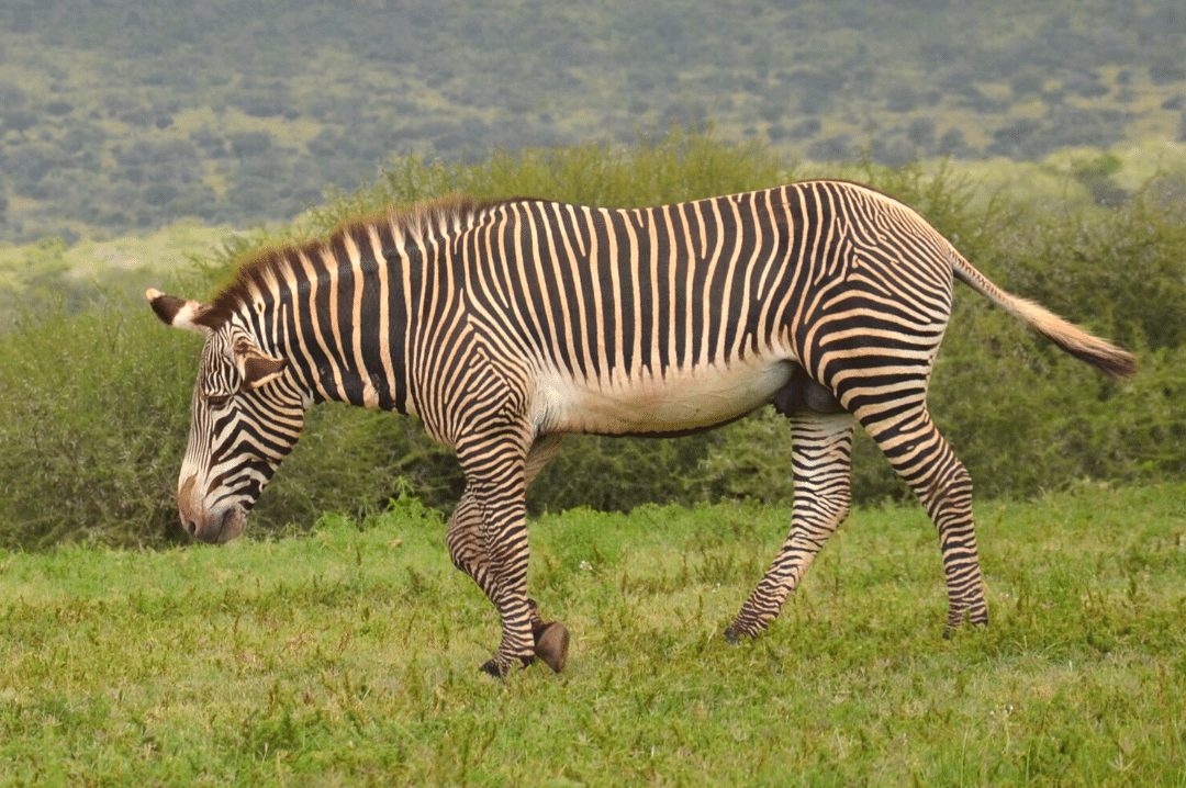 How stripes help zebras and their researchers - CRITTERFACTS