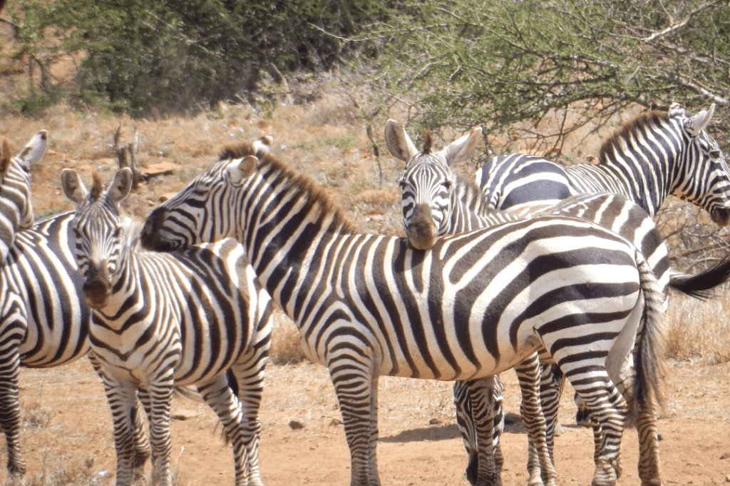 What Is A Group Of Zebras Called