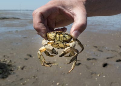 man holding European green crab in hand at ebb tide