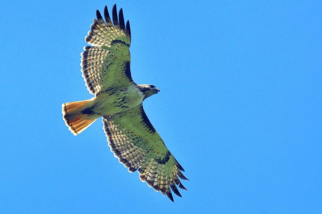 red tailed hawk in flight