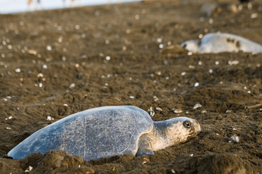 sea turtles laying their eggs on Playa Ostional in Costa Rica