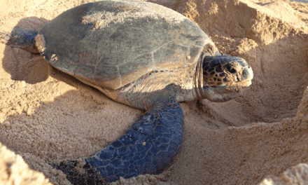 The Nesting Habits of Sea Turtles