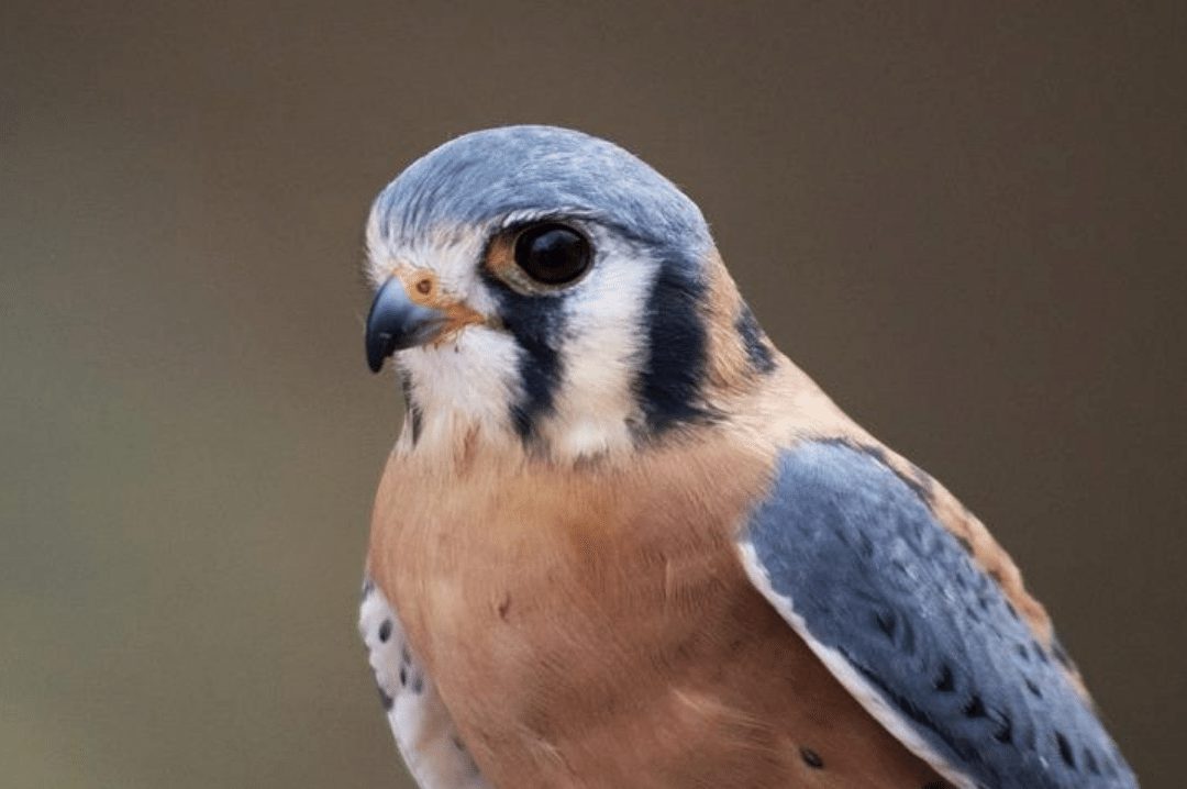 young American Kestrel