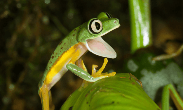 5 Endangered Species around the World