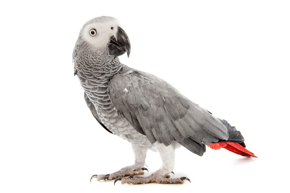 African Grey Parrot ,Psittacus erithacus
