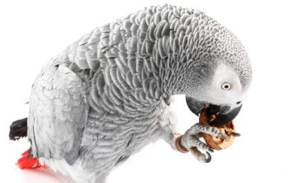 African Grey Parrot