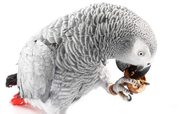 African Grey Parrot