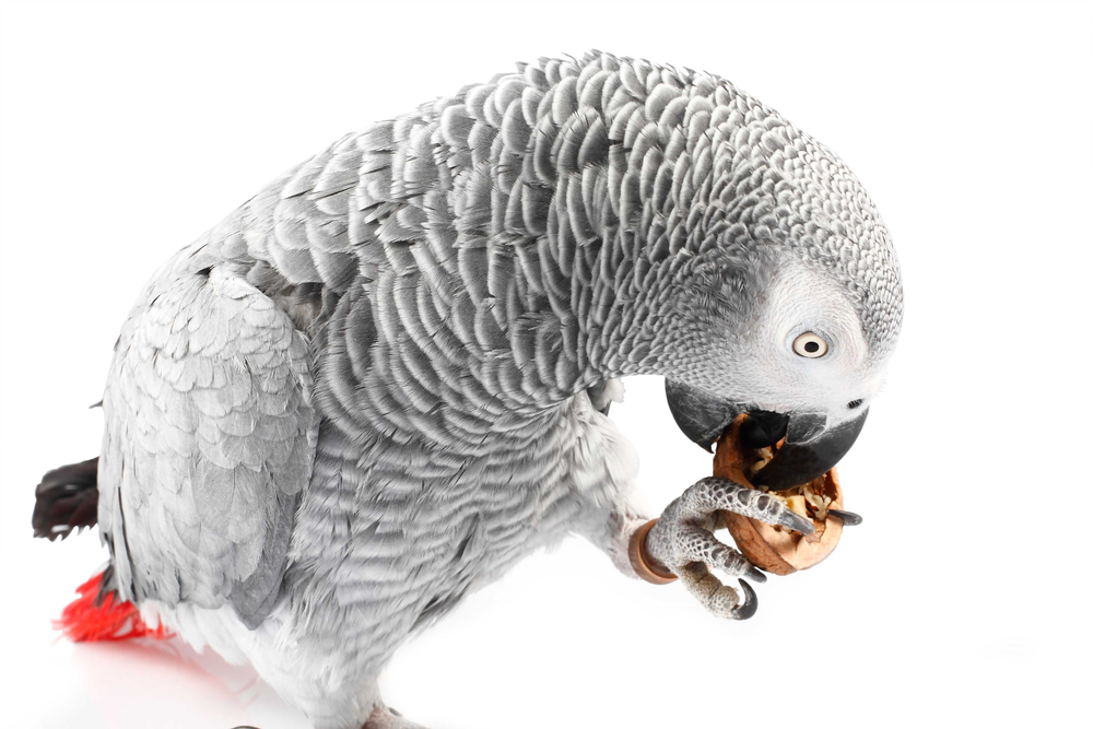 African grey parrot eating walnuts