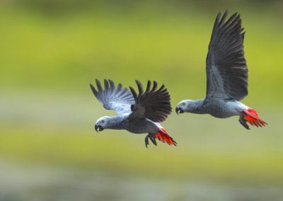 African grey parrots flying