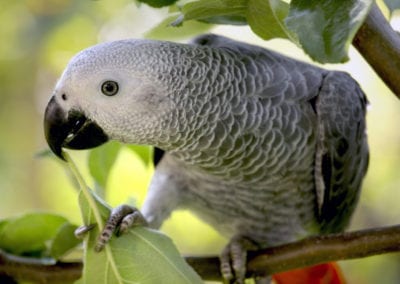 An African Grey Parrot sitting in a tree