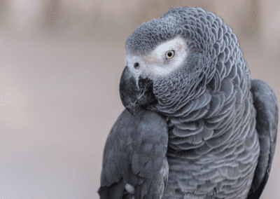 Close up of African Grey Parrot