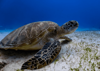 Close up with green sea turtle (chelonia mydas) resting in the sandy sea floor