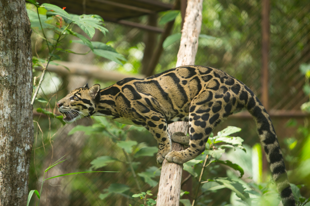 clouded-leopard-facts-critterfacts