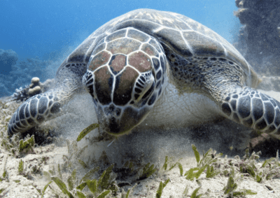 Green turtle eating (Chelonia mydas)
