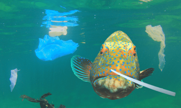 Microplastics are wreaking havoc on sea life